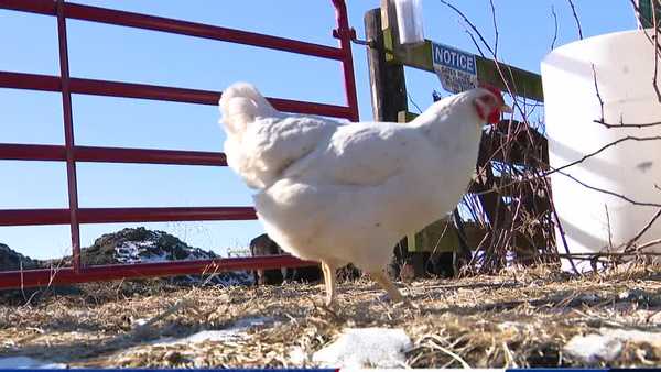 iowa egg producers see rise in demand as egg prices skyrocket