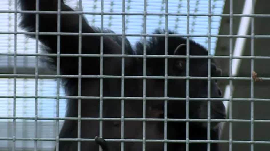 7 chimpanzees rescued from closed California facility arrive at South ...