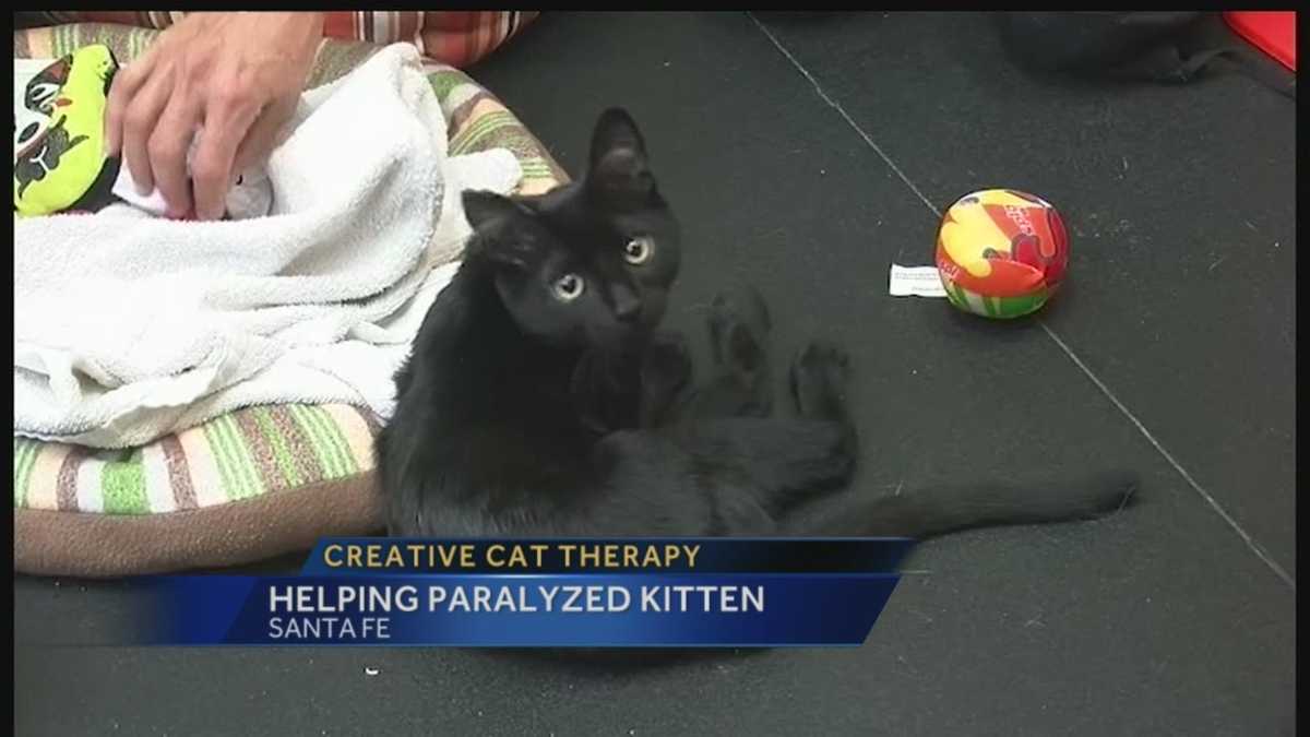 Creative cat therapy Helping paralyzed kitten
