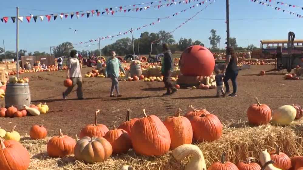 NorCal pumpkin patches work to reopen after weekend storm