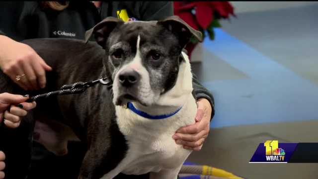 BARCS has dog named 'Rutabaga' ready for adoption - Vimarsana News