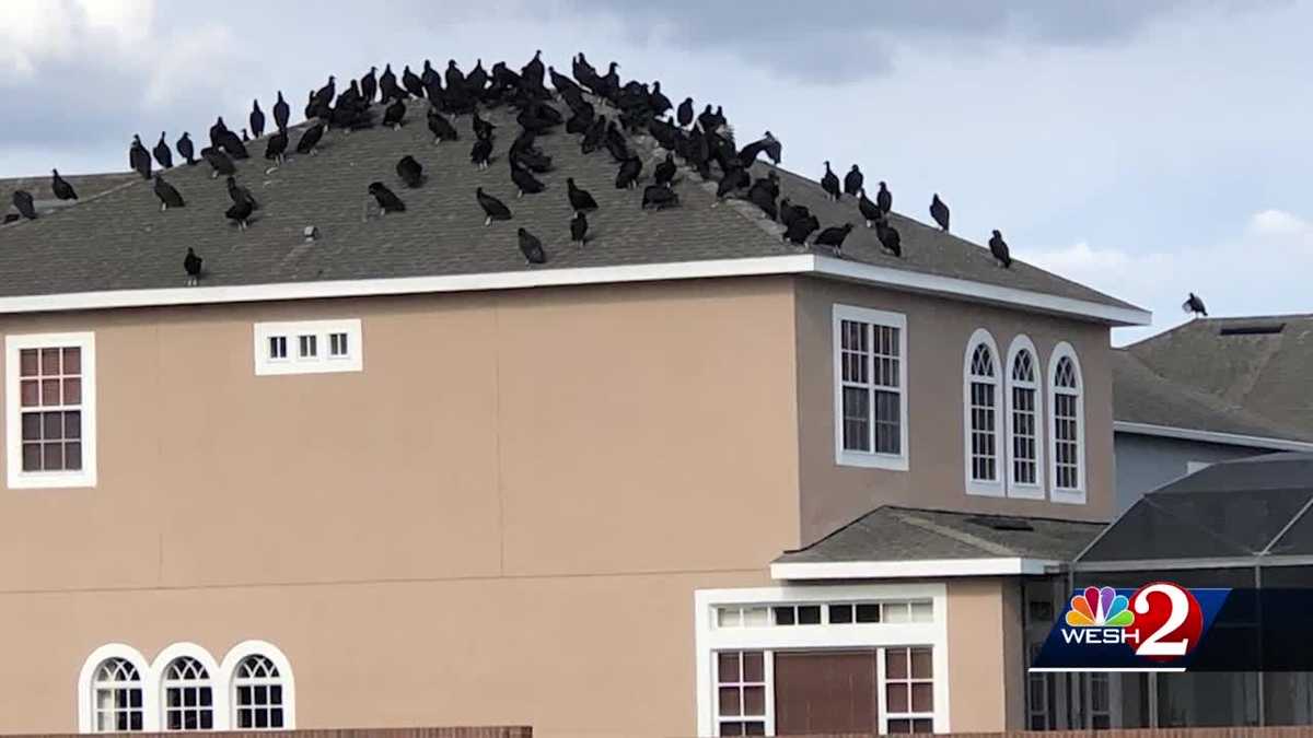 Hundreds of vultures invade East Orange County neighborhood