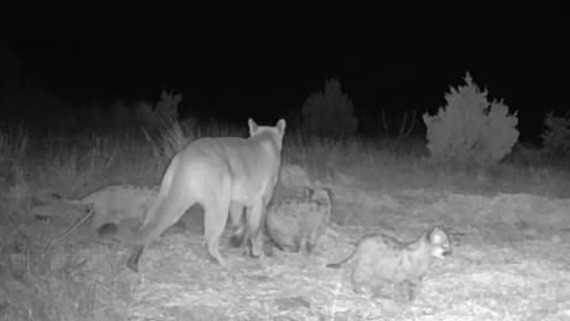 Are mountain lions breeding in Oklahoma? Newly released pictures give first evidence they may be