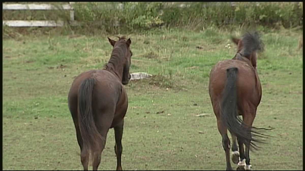 Propsed rule would require horseback riders to pick up horse's manure