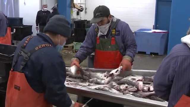 NEFMC asks NOAA to raise haddock limit for upcoming season - Vimarsana News