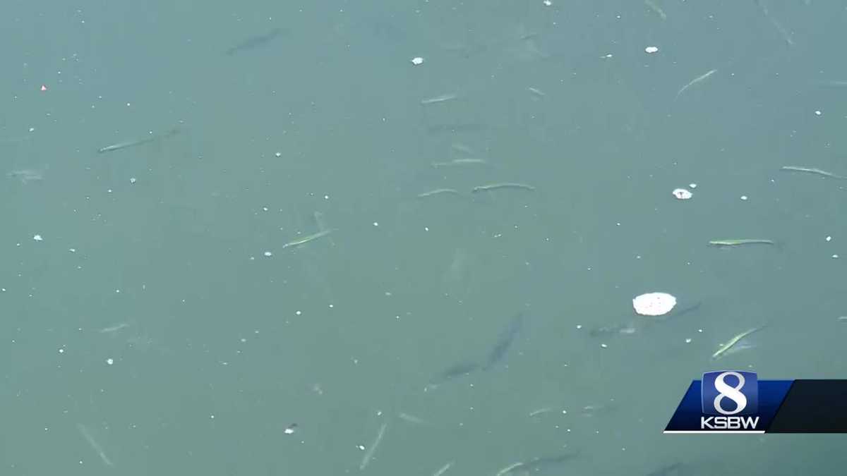 Anchovy invasion spurs sea life feast, raises concerns of dieoff