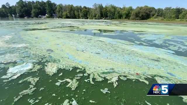 Blue green algae - Vimarsana News