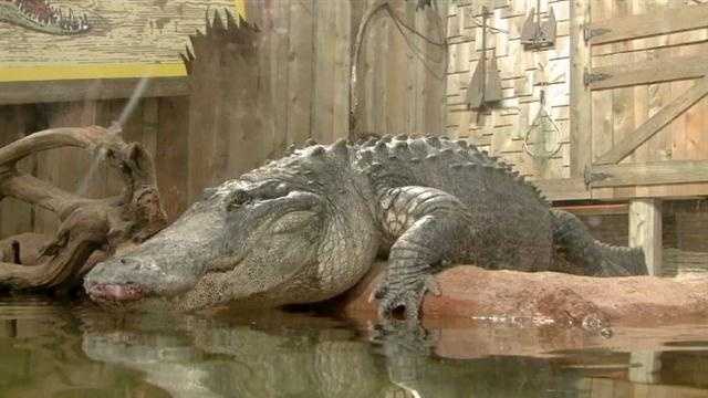 Raw video: 800-pound alligator 'Mighty Mike'