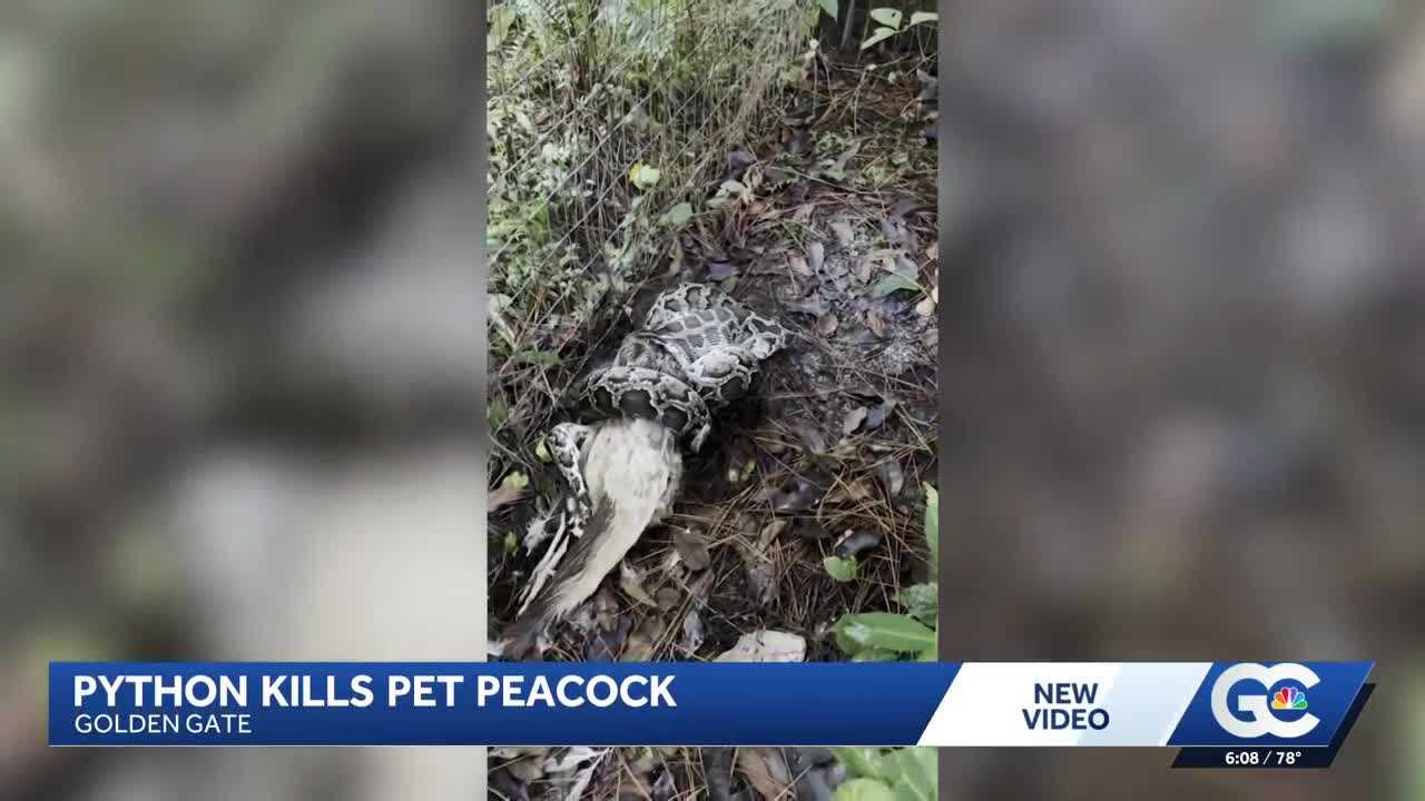 Python swallows peacock in Florida backyard