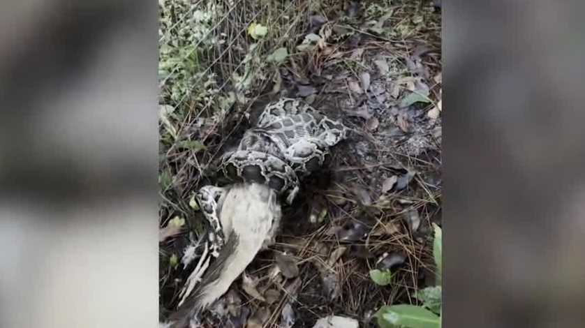 Python swallows pet peacock in Golden Gate Estates backyard