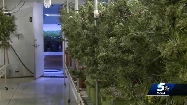 Oklahoma group submits signatures for recreational pot question - Vimarsana News