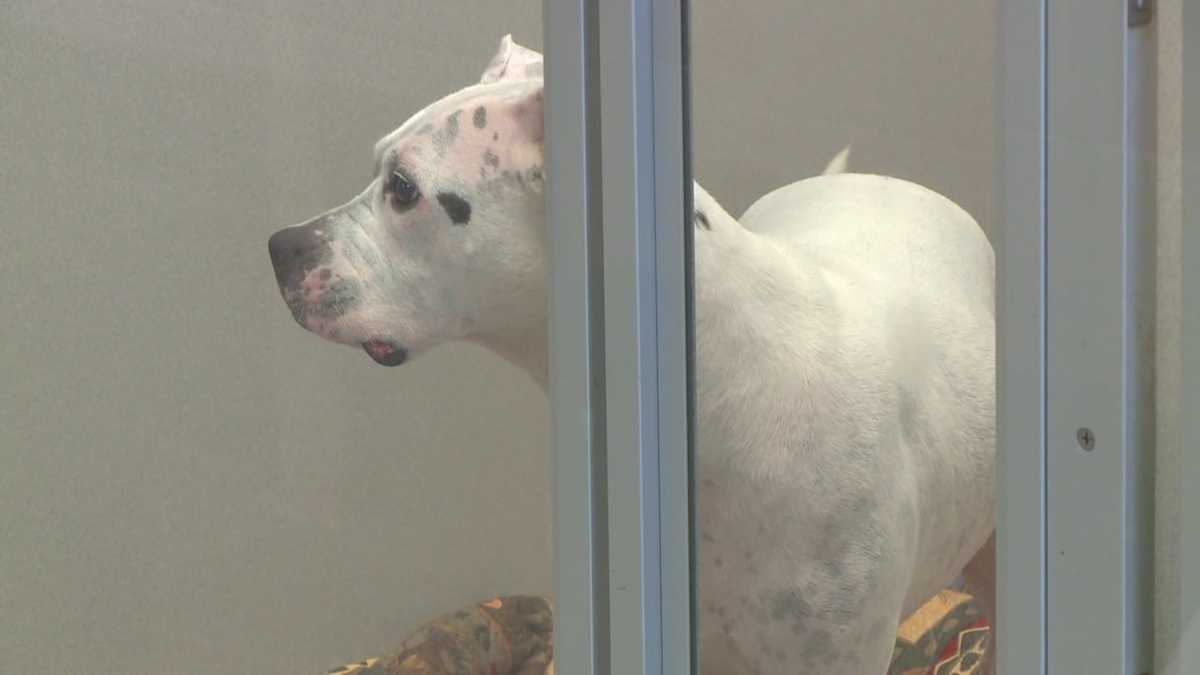 Kennel cough spreading throughout metro