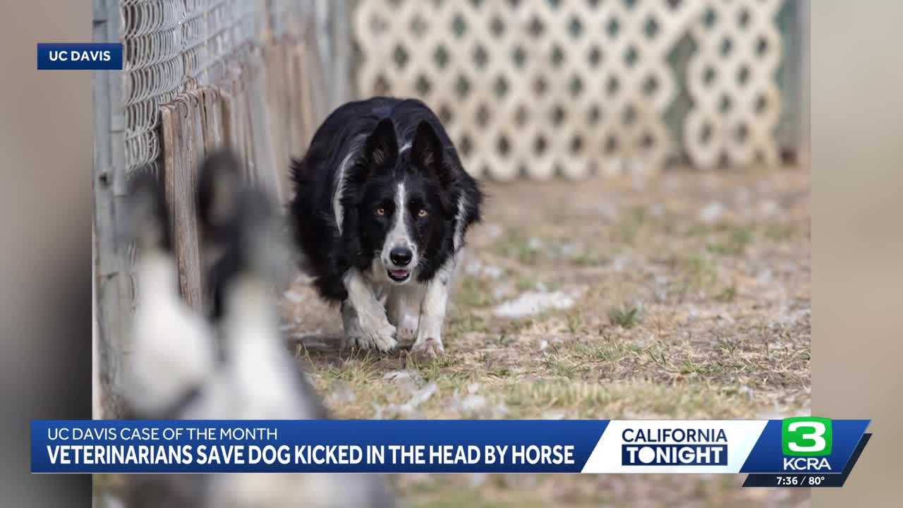 Border collie back to herding days after UC Davis surgeons reconstruct skull