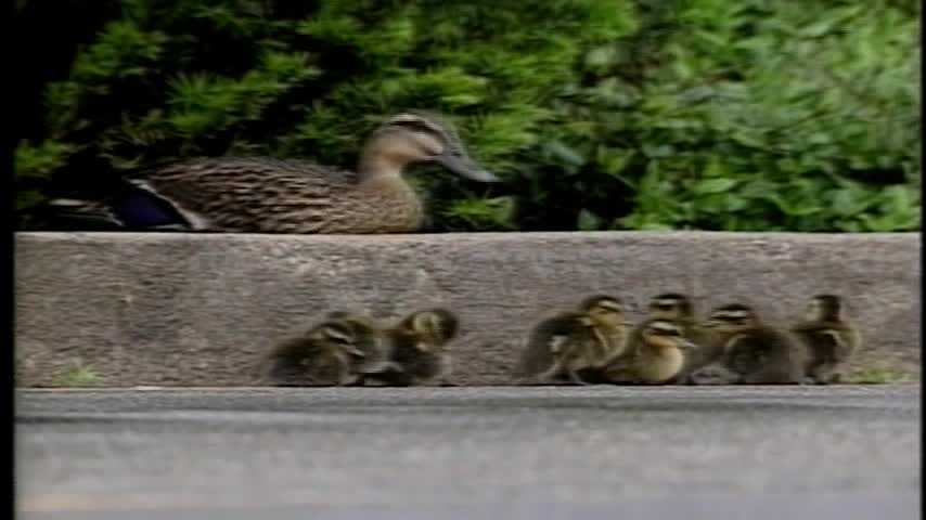 ducklings following mother