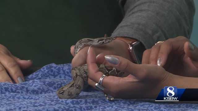 KSBW Pet of the Weekend: Theta 