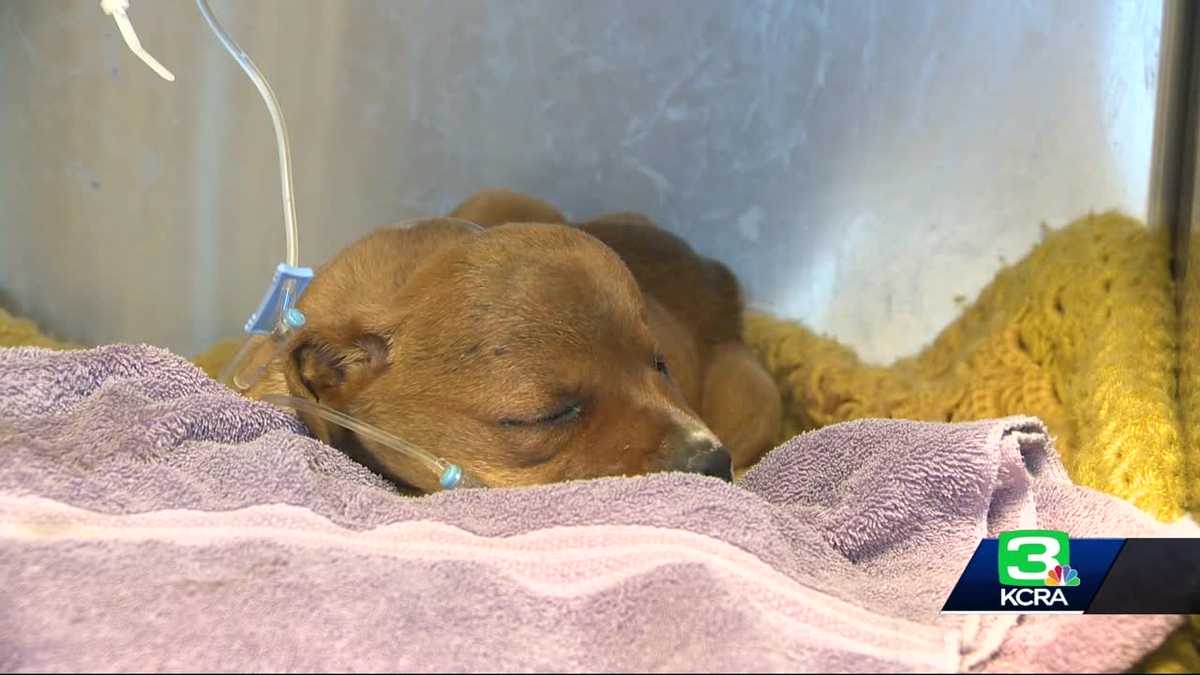 Abused, underfed puppy found on side of Sacramento County road