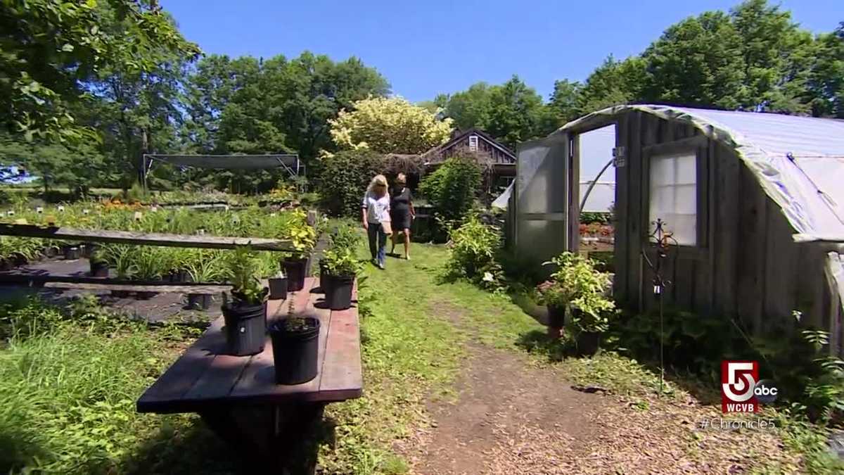 The pretty payoff of these flower farms in Norwell and Berlin