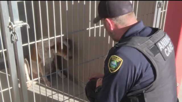 Over 50 dogs seized from condemned property in East Mountains - Vimarsana News