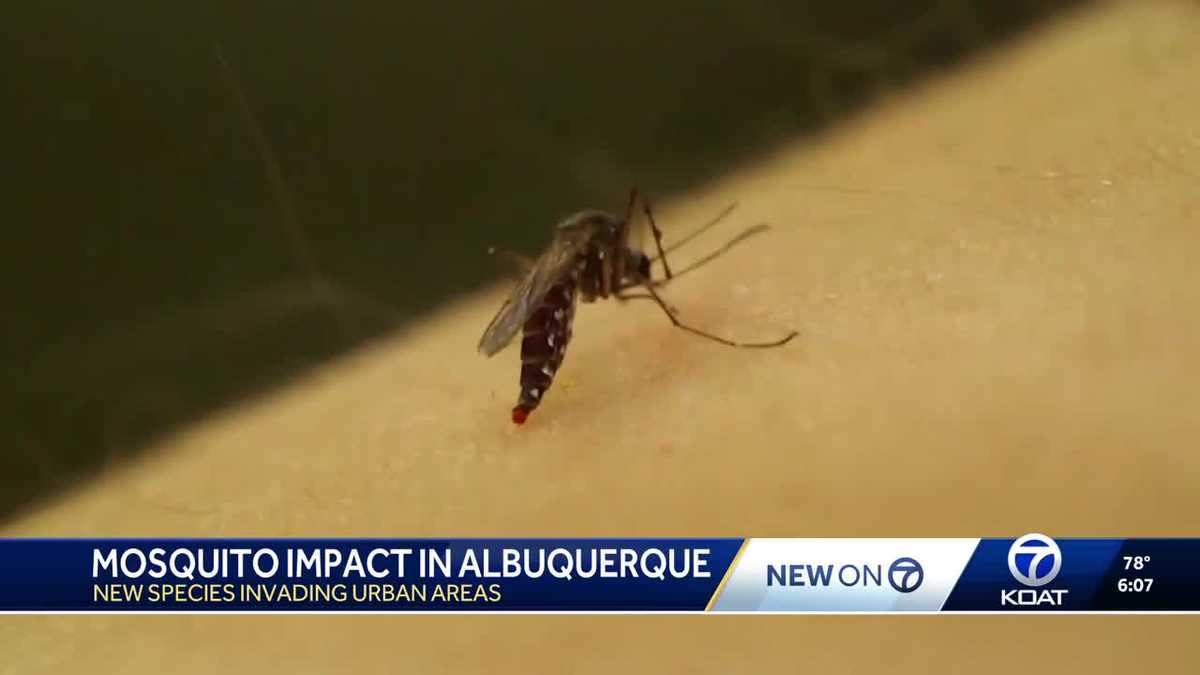 Yellow fever mosquitoes found in New Mexico