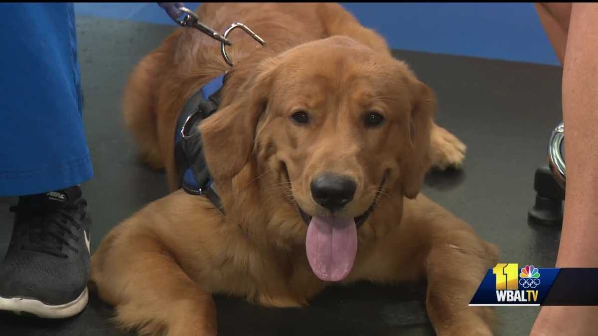 Pet Questions What are common health problems for golden retrievers?