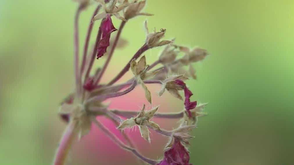 Researchers believe man made climate change is extending pollen season - KETV Omaha