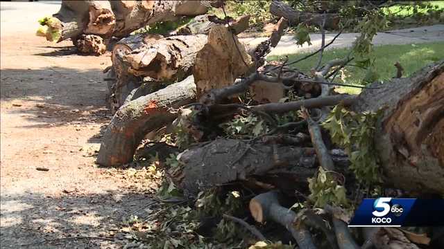 Historic Oklahoma City neighborhood upset about losing trees - Vimarsana News