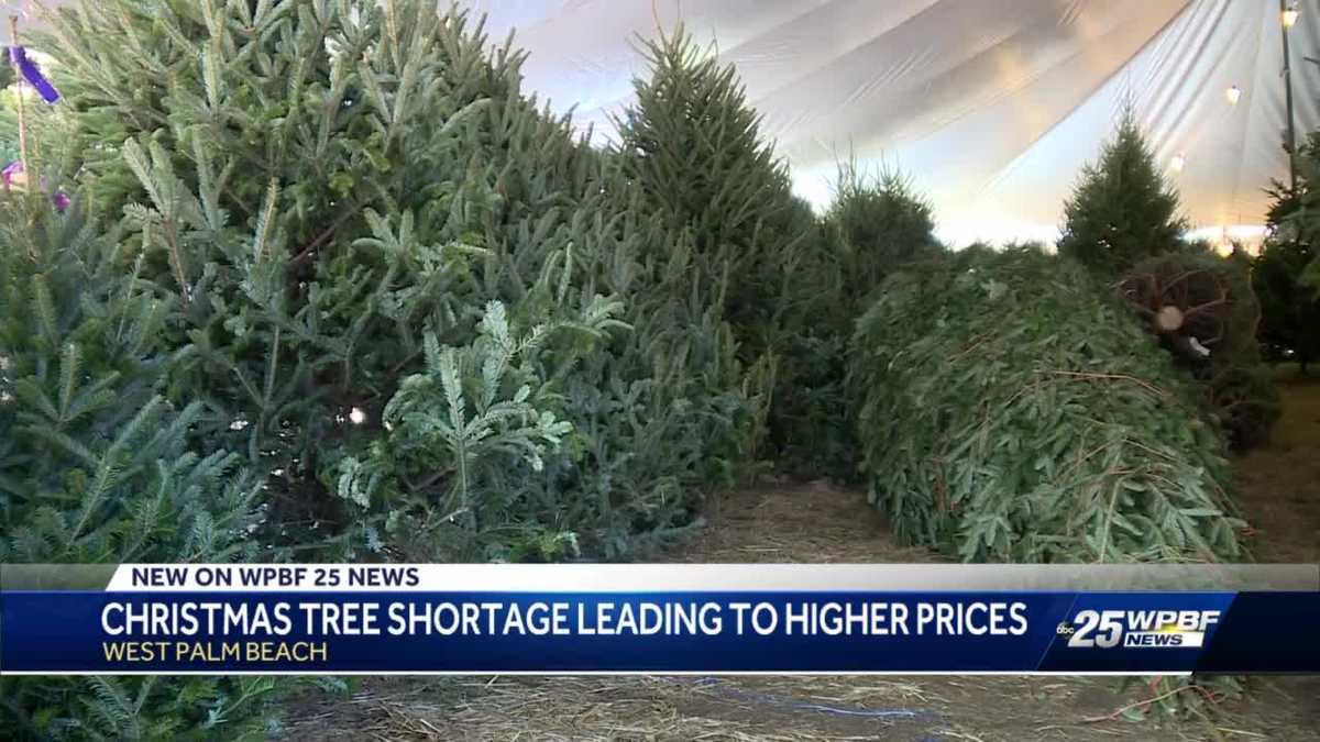 Christmas tree shortage affecting local businesses