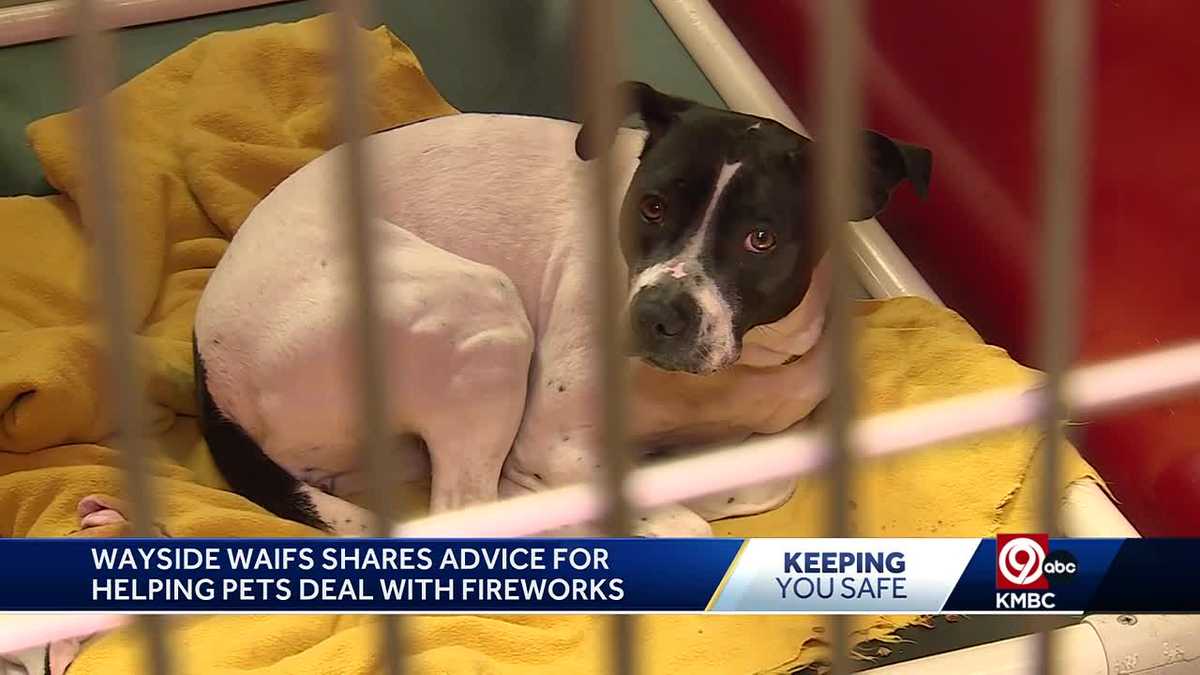 Tips on preparing pets for Fourth of July fireworks