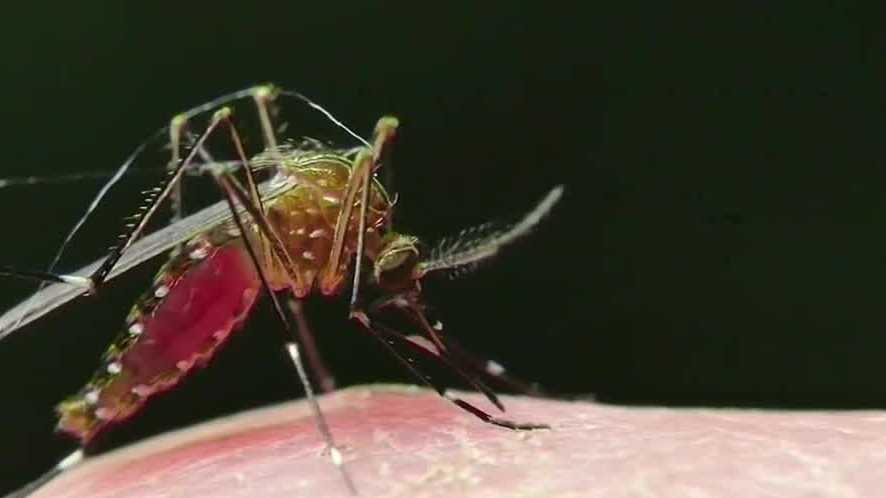 West Nile has been detected in Hammond. How to protect yourself