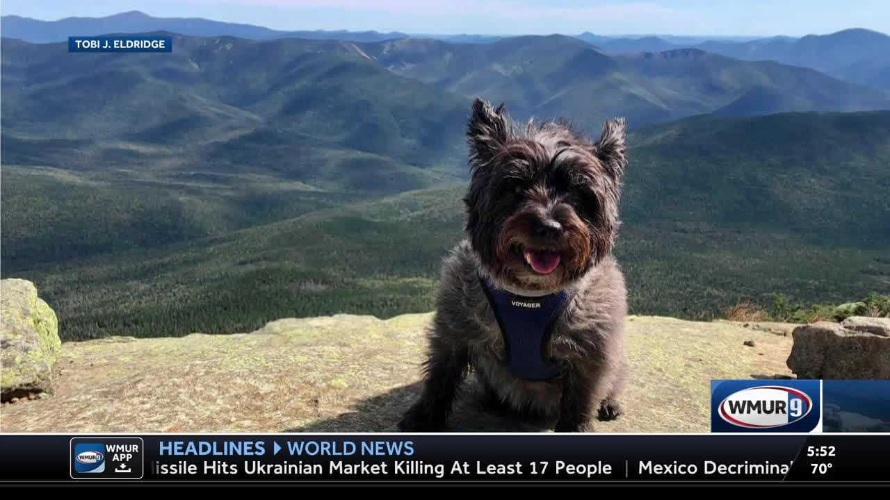 Mountain terrier hot sale