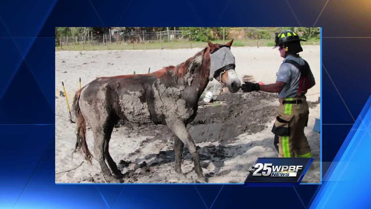 Horse rescued from mud Monday morning