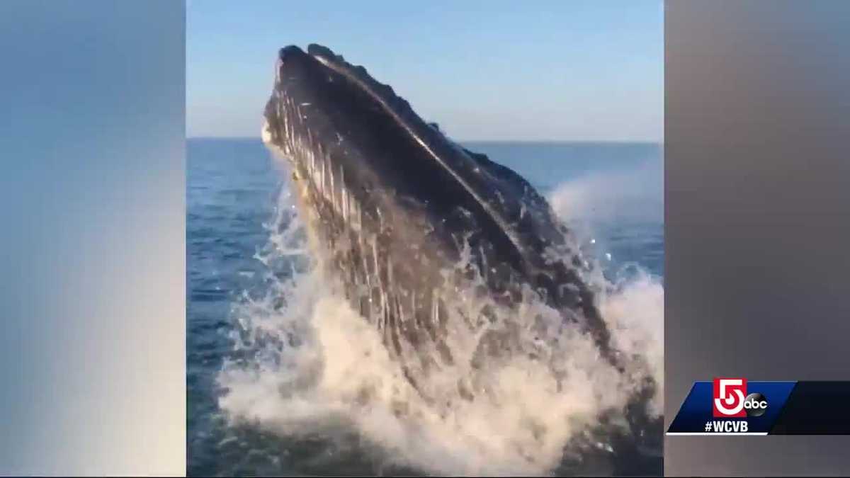 Stunning shot! Fisherman captures whale on camera next to boat