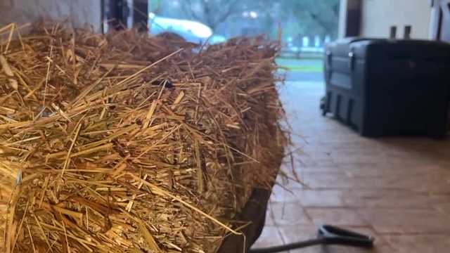 Medical experts say dozens of horses in Wellington were exposed to toxic weed found in hay - Vimarsana News