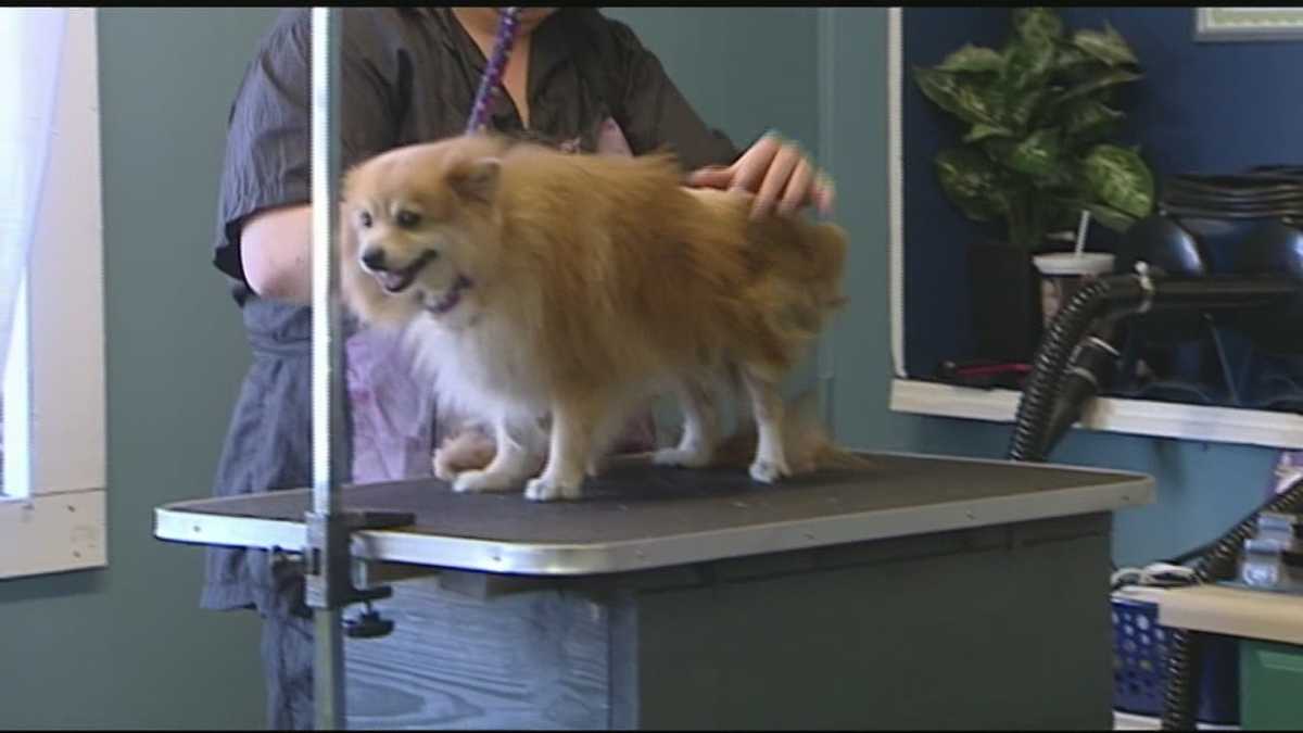 Rockingham County dogs ready for adoption
