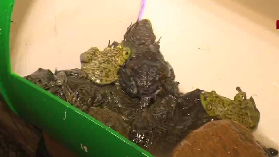 Hop to it! Jumping Frog Jubilee opens in Calaveras County
