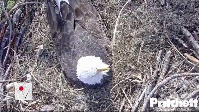 Millions Tune In to Watch Bald Eagle Eggs Hatch