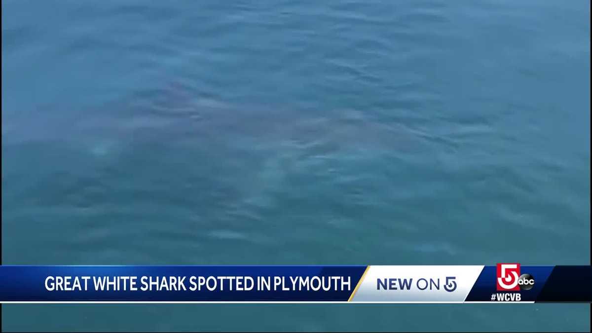 'It was so big.' Great white shark spotted in Plymouth waters