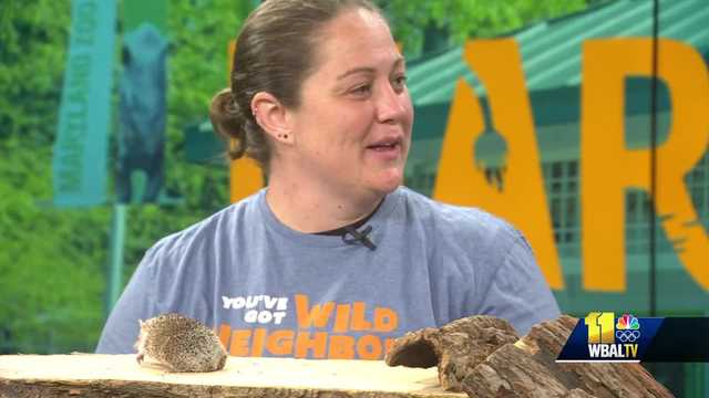 Gary the Lesser Hedgehog Tenrec joins Maryland Zoo - Vimarsana News