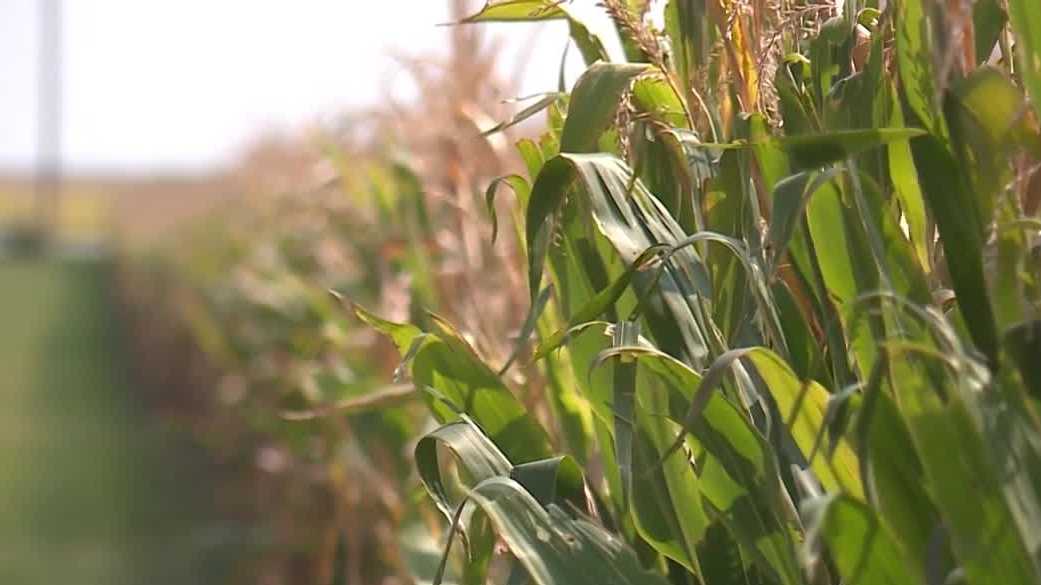 Senate committee to mull Farm Bill