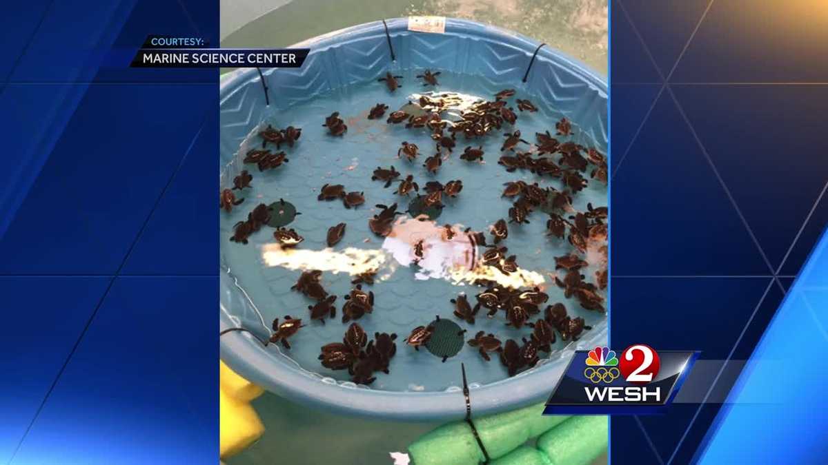 Hundreds of baby sea turtles being cared for after Irma