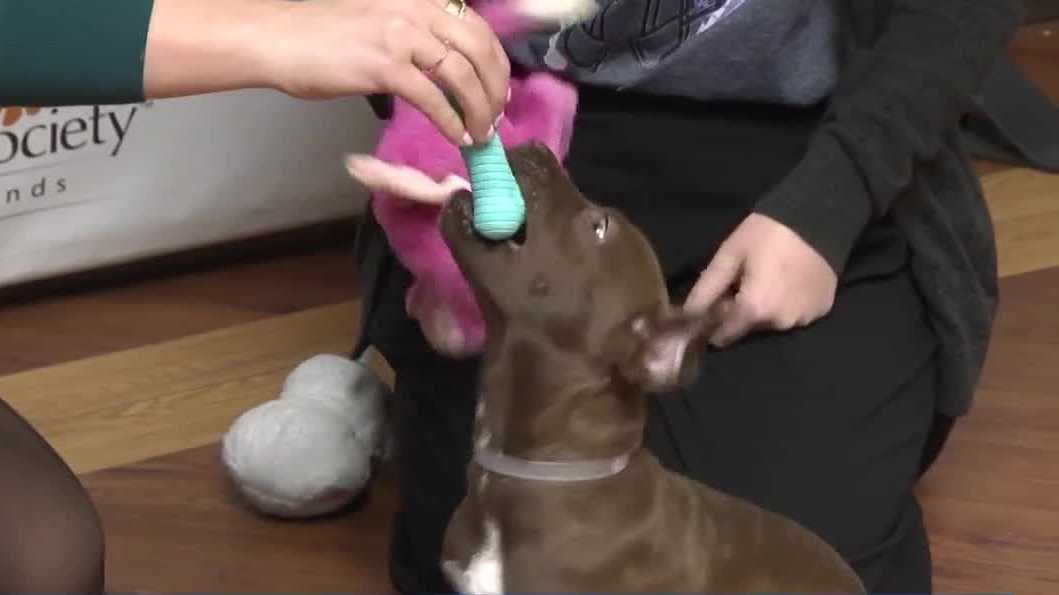 New Albany City Council Committee advances pet store ordinance
