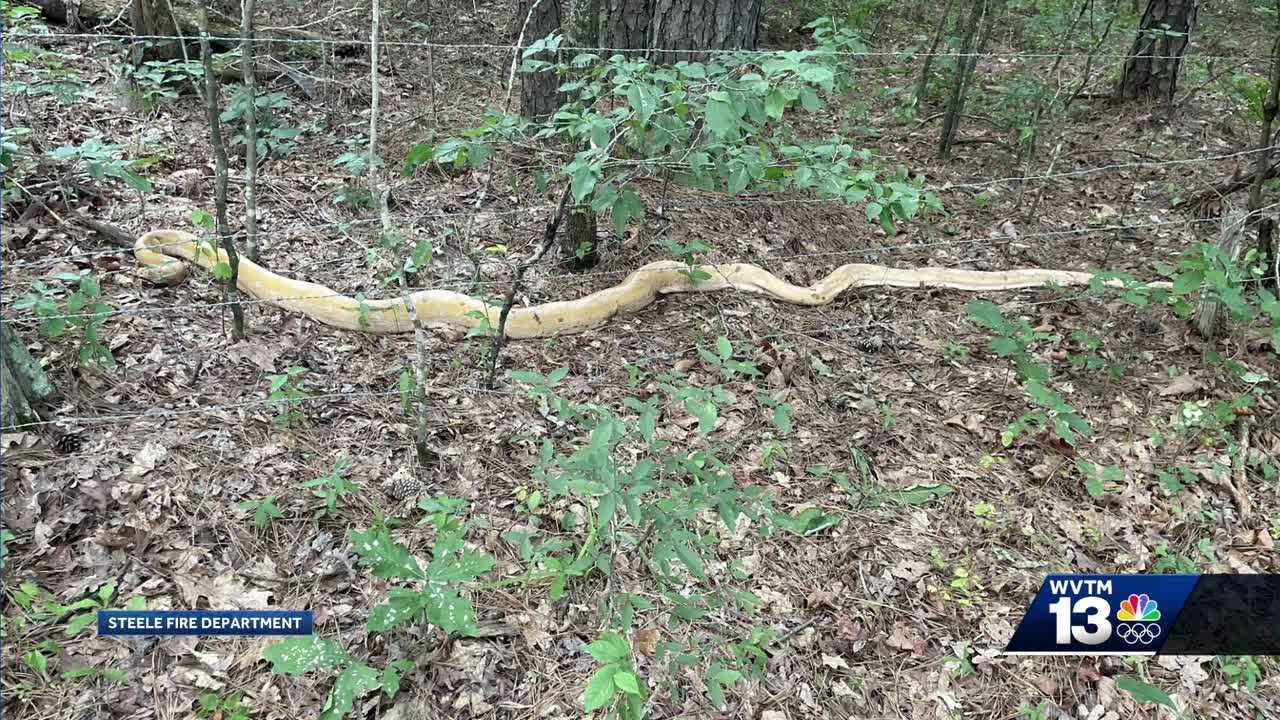 Massive snake captured in Alabama - Vimarsana News