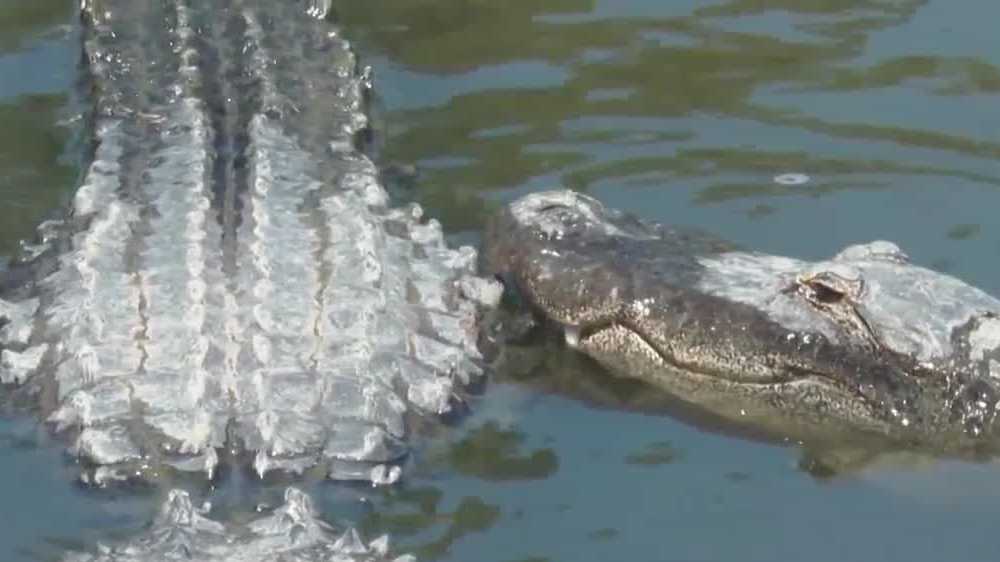 Florida officials urge caution as alligator mating season begins