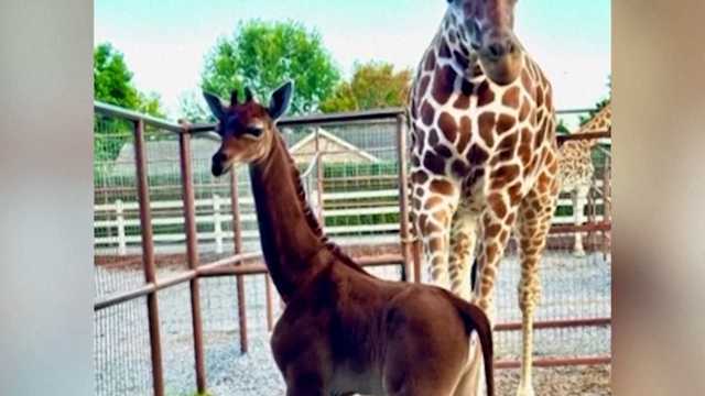 2023's most heartwarming animal stories - Vimarsana News