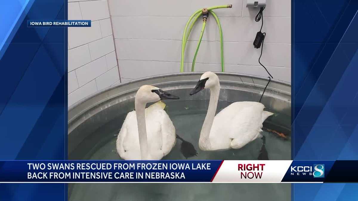 Iowa Bird Rehabilitation: Rescued swans have lead poisoning