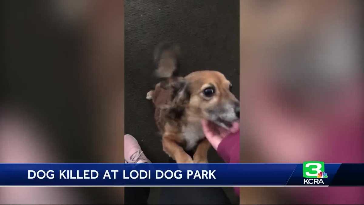 Small dog attacked, killed by 2 large dogs at Lodi park