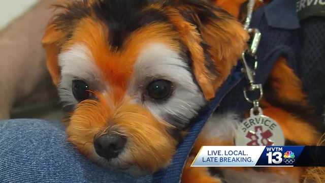 "I'll never give up": Owner, Auburn fan desperately searching for "Jake the Tiger Dog" - Vimarsana News