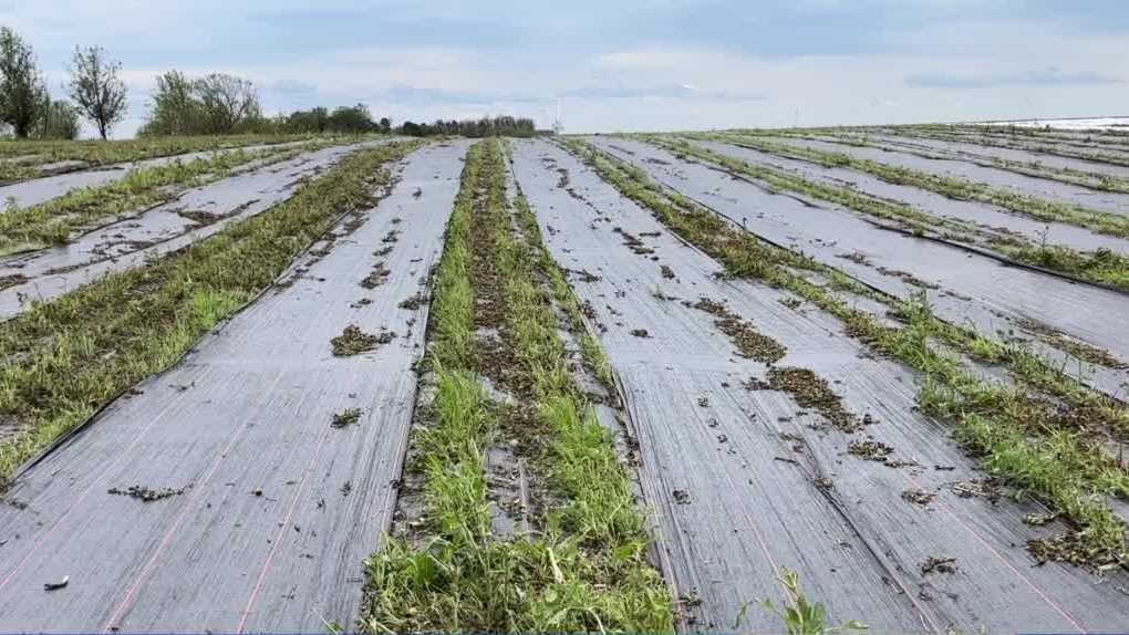Organic vegetable farm devastated by hail in Adair County