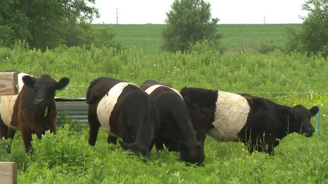 Iowa expands program to improve water quality and support cattle producers