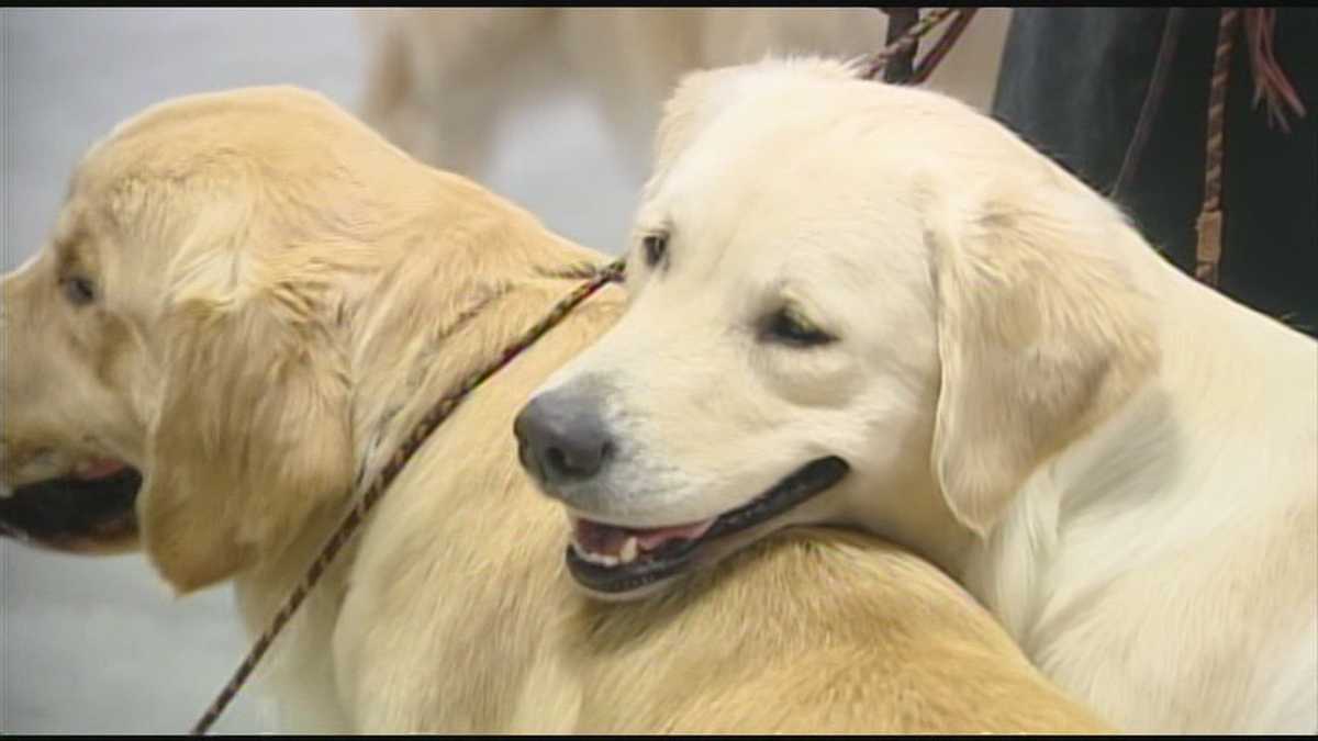 Watch Memorial Day Dog Show competition